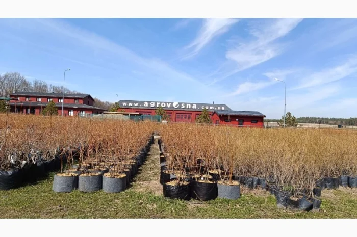 Продаються саджанці полуниці різних сортів- фото № 5