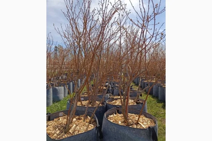 Продаються саджанці полуниці різних сортів- фото № 6