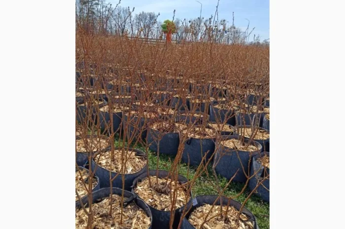 Продаються саджанці полуниці різних сортів- фото № 7