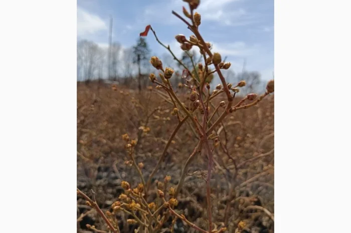 Продаються саджанці полуниці різних сортів- фото № 8