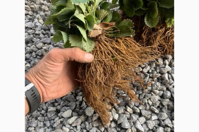 Саджанці полуниці- фото № 1