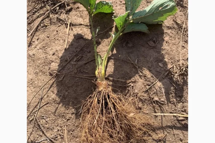 Саджанці полуниці- фото № 2