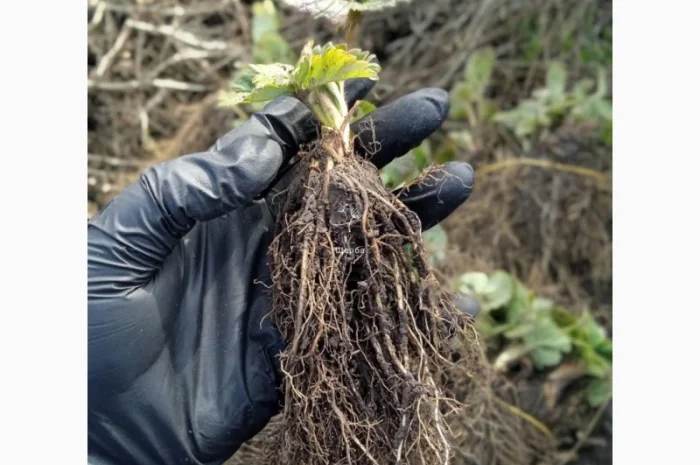 Саджанці полуниці- фото № 3