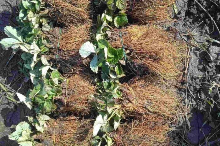 Саджанці полуниці- фото № 4