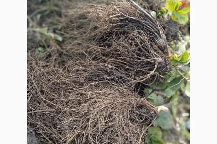 Саджанці полуниці- фото № 5