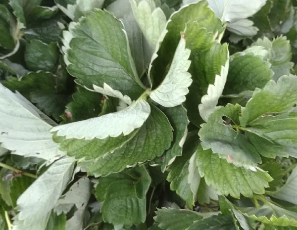 Продам саджанці ранньої полуниці- фото № 1