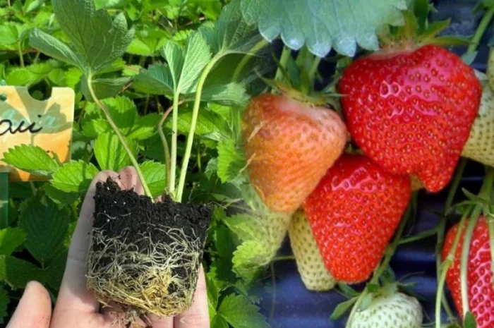 Саджанці Полуниці у касетах. Роздріб та Гурт- фото № 1