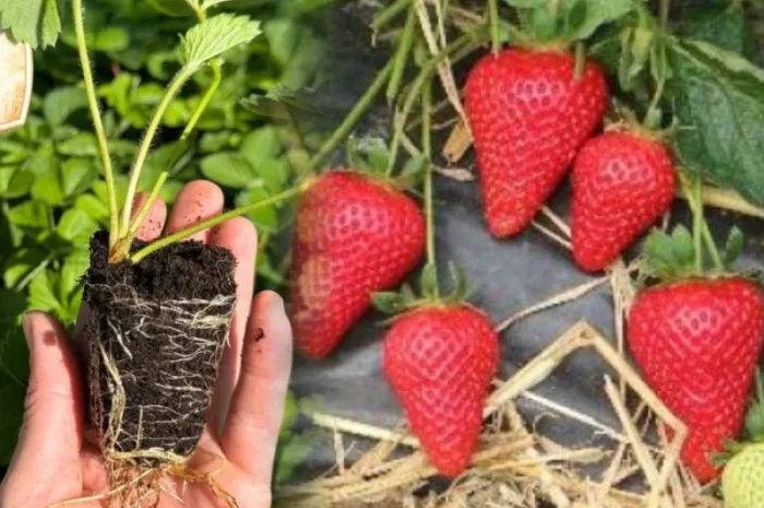 Саджанці Полуниці у касетах. Роздріб та Гурт- фото № 2