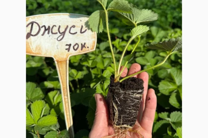 Саджанці Полуниці у касетах. Роздріб та Гурт- фото № 3