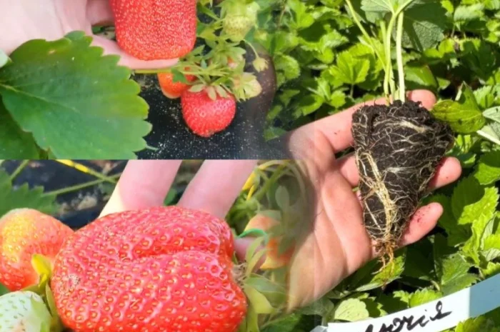 Саджанці Полуниці у касетах. Роздріб та Гурт- фото № 4