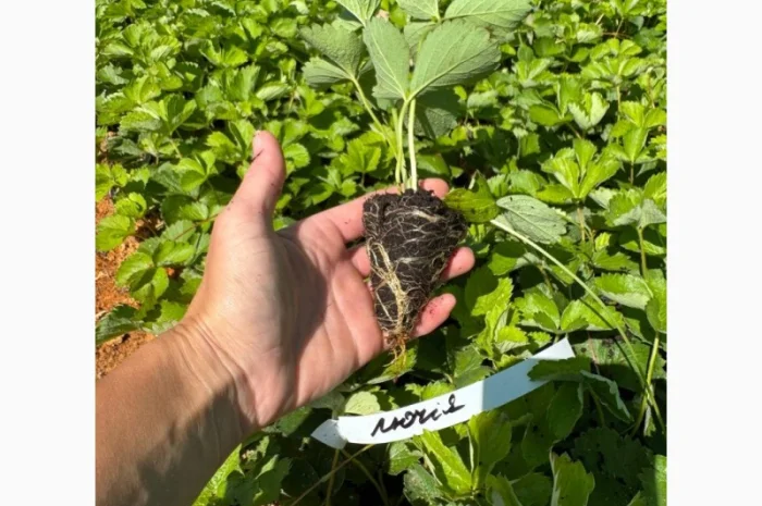 Саджанці Полуниці у касетах. Роздріб та Гурт- фото № 5