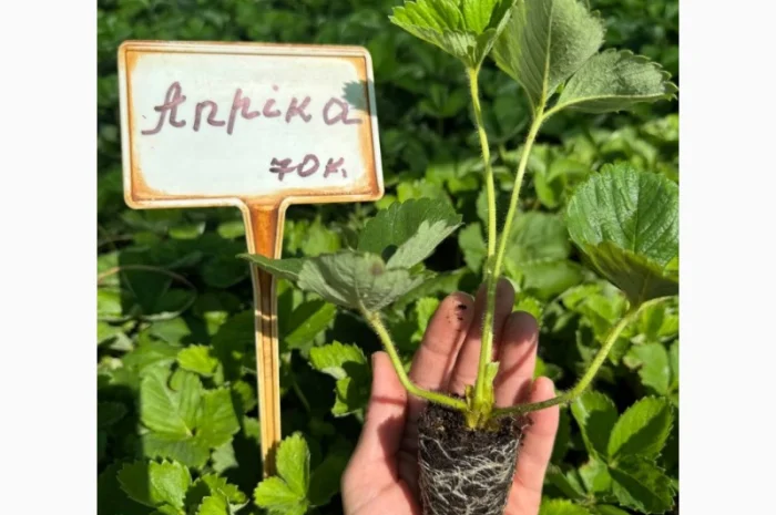 Саджанці Полуниці у касетах. Роздріб та Гурт- фото № 6