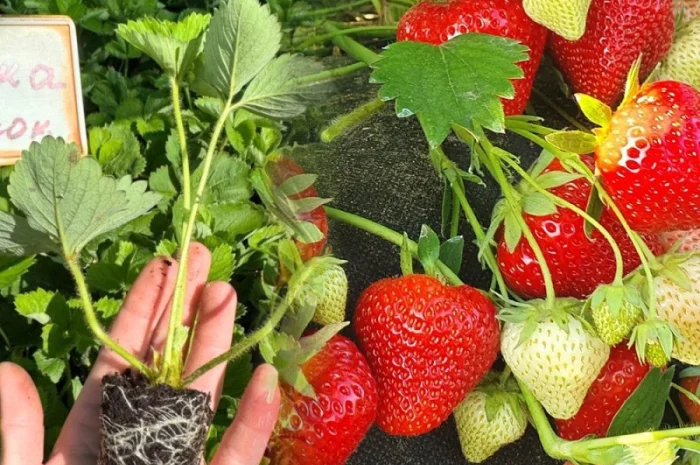 Саджанці Полуниці у касетах. Роздріб та Гурт- фото № 7