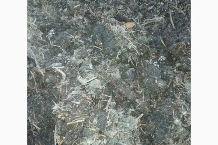 Куриный гной – органическое удобрение- фото № 2