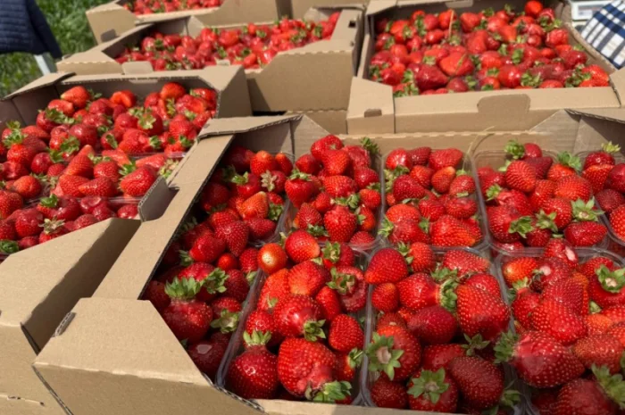 Продам саджанці полуниці- фото № 1