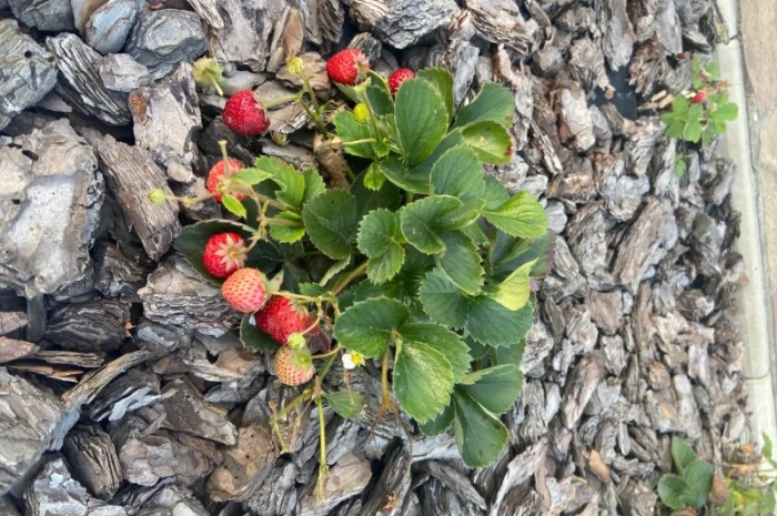 Ремонтантна полуниця- фото № 1