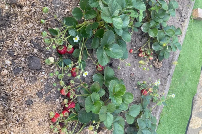 Ремонтантна полуниця- фото № 2