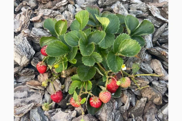 Ремонтантна полуниця- фото № 3