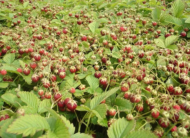 Земклуника Пенелопа- фото № 1