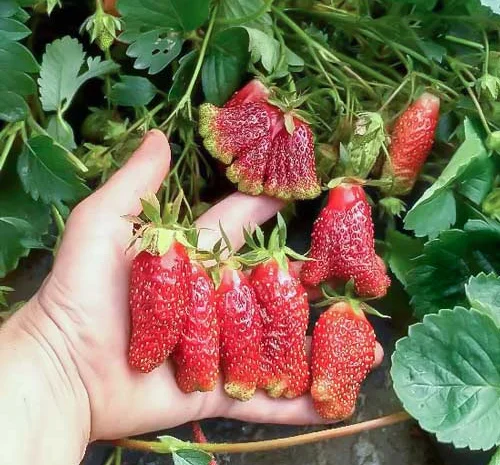 Земклуника Пенелопа- фото № 2