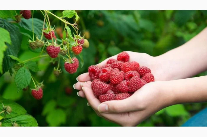 Продам саджанці малини Гленд Емпл- фото № 1