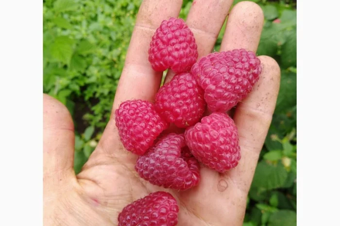 Роспродаж саджанців високо врожайного спору Малини Полісся- фото № 1