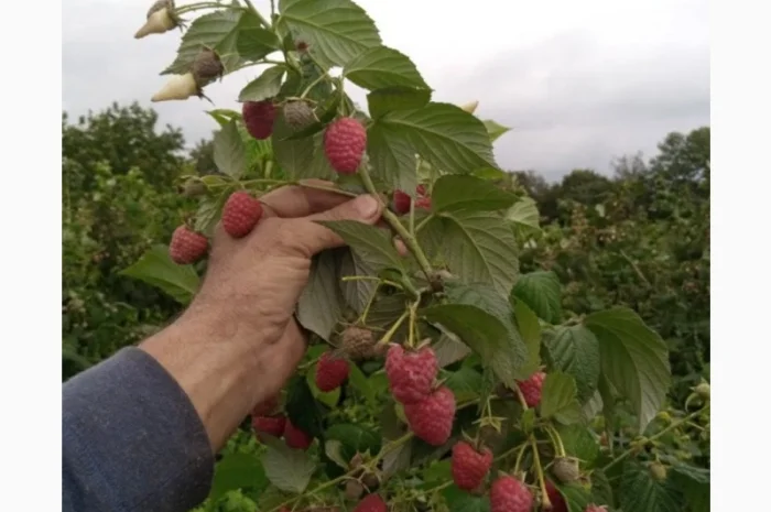 Роспродаж саджанців високо врожайного спору Малини Полісся- фото № 3