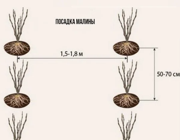 Роспродаж саджанців високо врожайного спору Малини Полісся- фото № 4