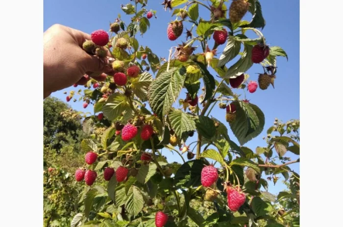 Продам саджані ремонтантної малин недорого- фото № 1