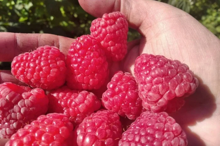 Продам саджані ремонтантної малин недорого- фото № 2