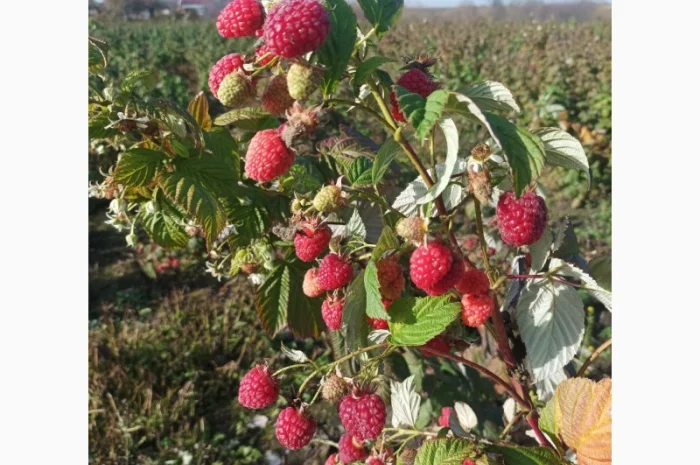 Продам саджані ремонтантної малин недорого- фото № 3