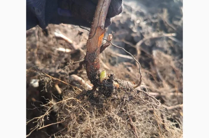 Саджанці малини ремонтантної- фото № 1