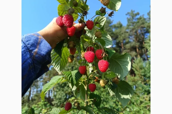 Саджанці малини ремонтантної- фото № 2