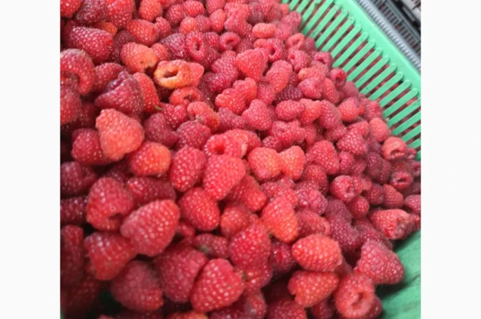 Саджанці малини ремонтантної- фото № 4