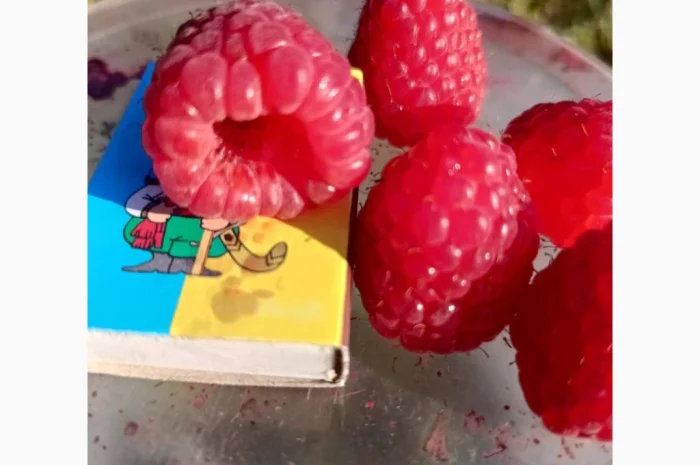 Саджанці малини ремонтантної- фото № 5