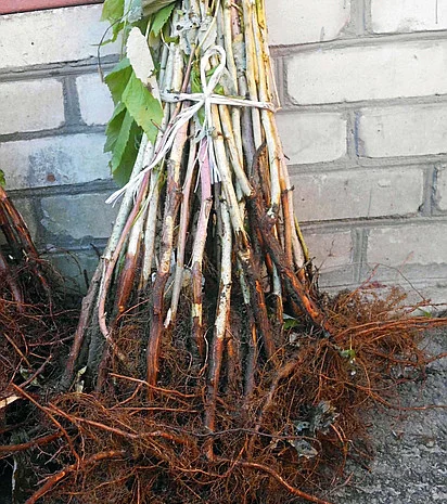 Куплю Саджаці Малини- фото № 1