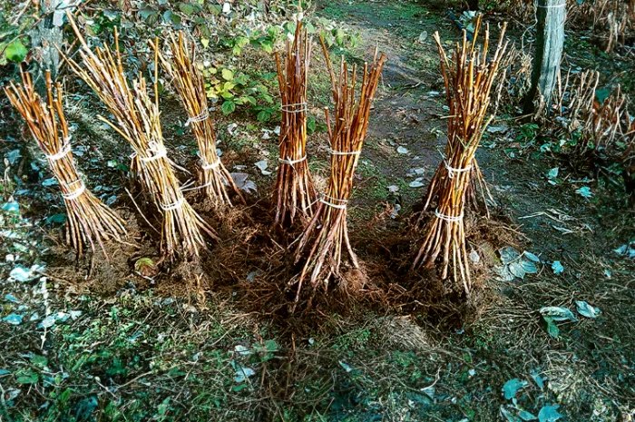 Куплю Саджаці Малини- фото № 2