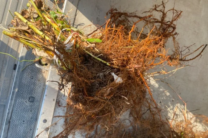 Кущі малини сорту Маравілла- фото № 1