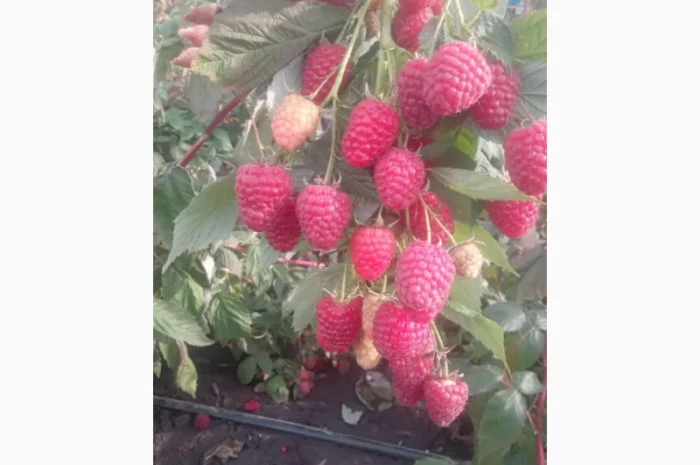 Саджанці малини- фото № 1