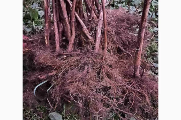 Саджанці високоврожайної малини ремонтантної- фото № 1