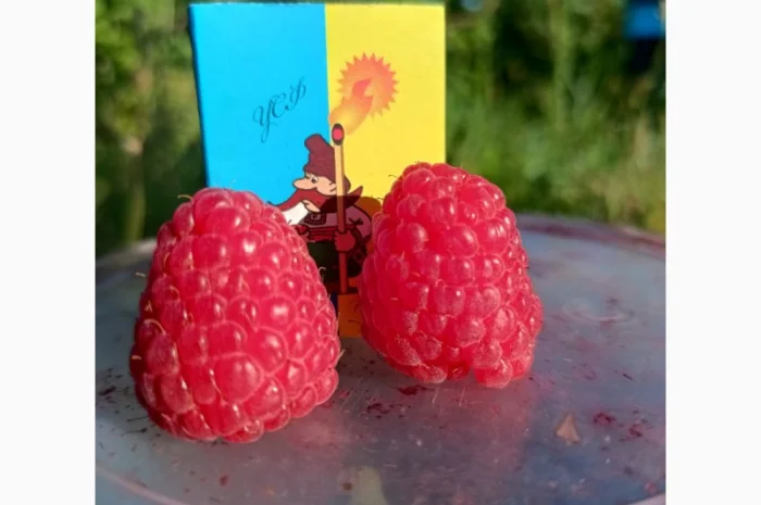 Саджанці високоврожайної малини ремонтантної- фото № 2