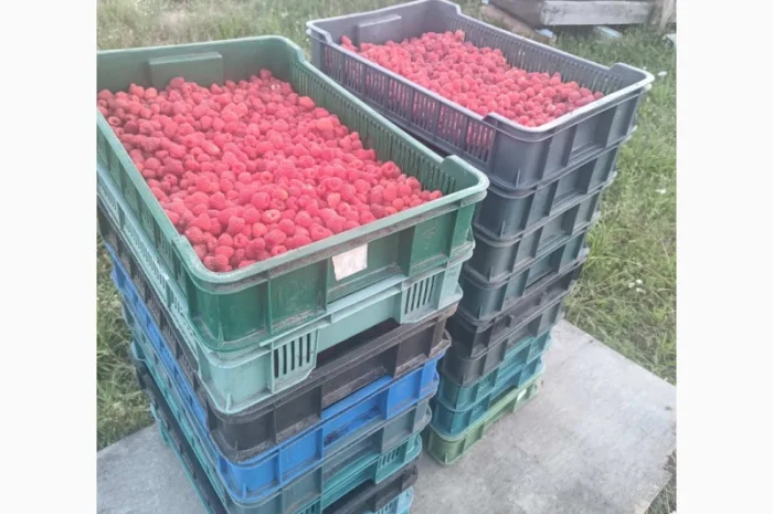 Саджанці високоврожайної малини ремонтантної- фото № 6