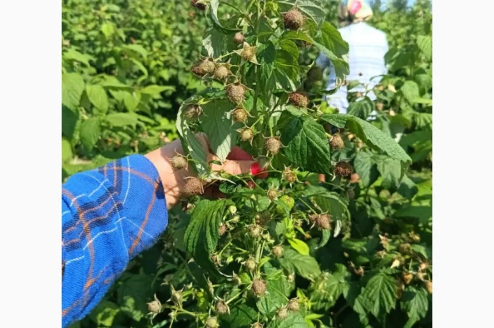 Саджанці високоврожайної малини ремонтантної- фото № 7