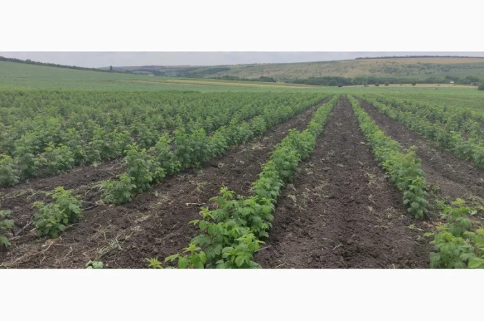 Продам Саджанцы Малина БРУСИЛОВСКАЯ ремонтантная- фото № 1