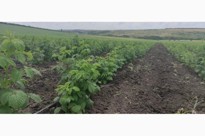 Продам Саджанцы Малина БРУСИЛОВСКАЯ ремонтантная- фото № 2