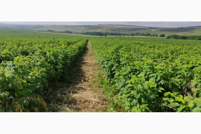 Продам Саджанцы Малина БРУСИЛОВСКАЯ ремонтантная- фото № 3