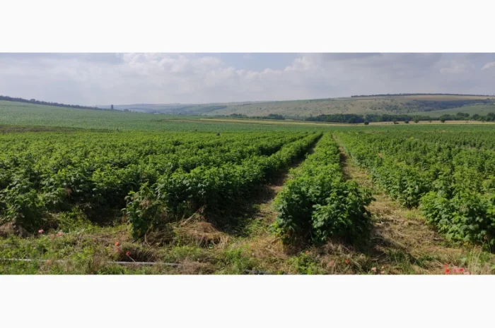 Продам Саджанцы Малина БРУСИЛОВСКАЯ ремонтантная- фото № 4