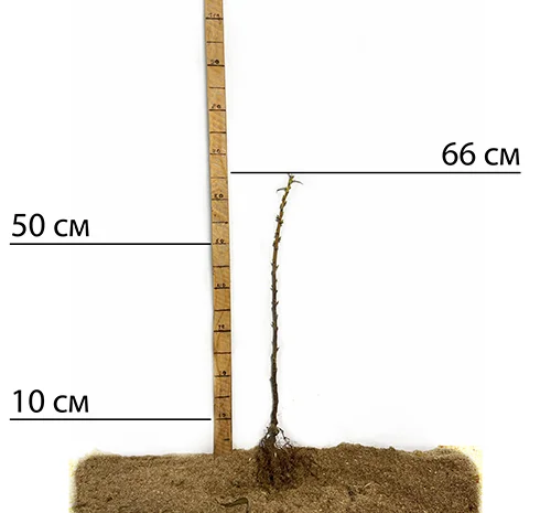 Саженцы малинового дерева Галактика - 2 года- фото № 2