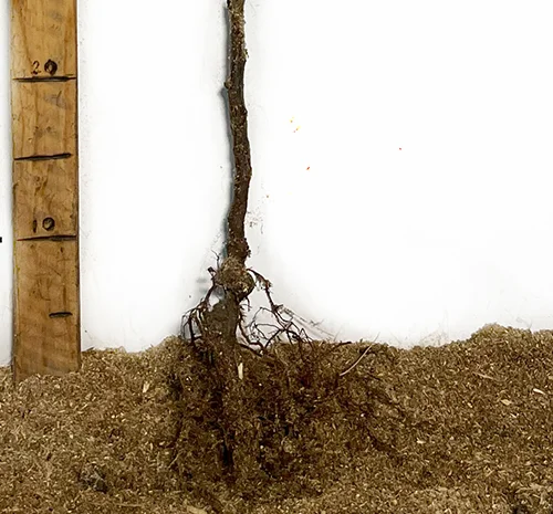 Саженцы малинового дерева Галактика - 2 года- фото № 3