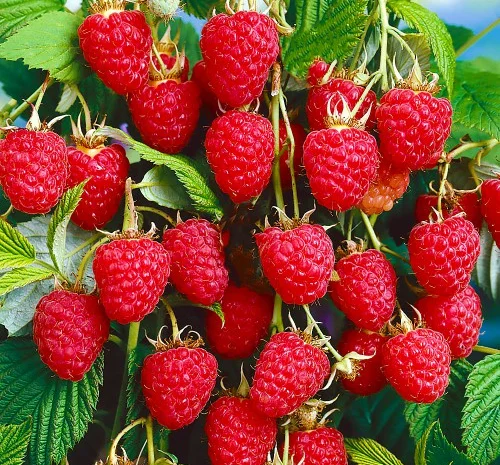 Саженцы малинового дерева Краса - 1 год- фото № 1